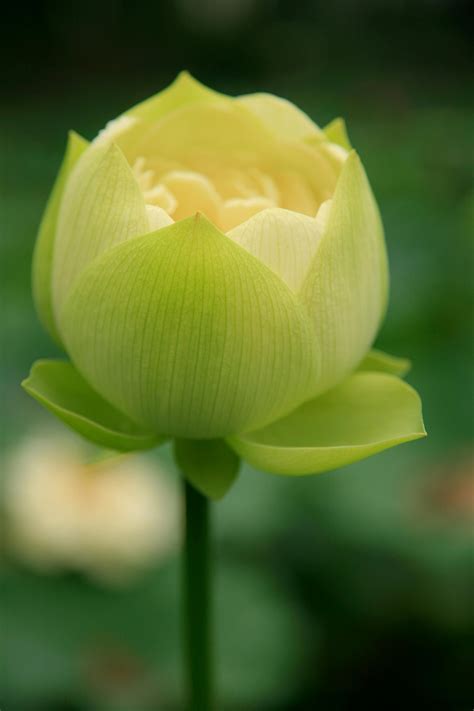 Budding Pokies Photos, Download The BEST Free Budding .